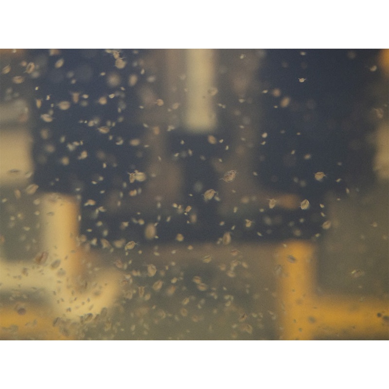 Live Daphnia AKA Water Flea (Daphnia magna) Culture - Aquatic Arts