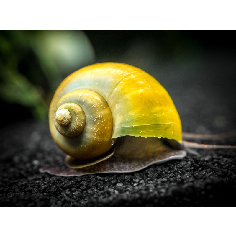 Olive Jade Mystery Snail Breeder Combo Box