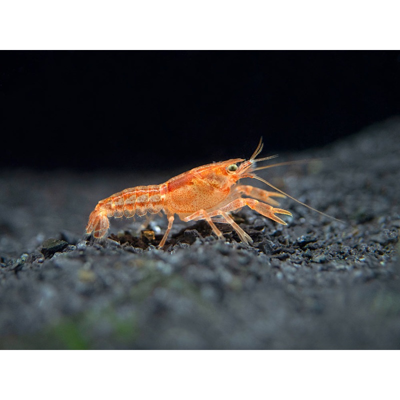 Orange CPO Dwarf Mexican Crayfish Breeder Combo Box