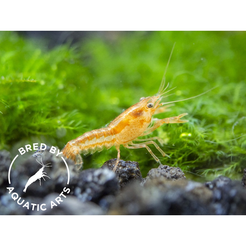 Orange CPO Dwarf Mexican Crayfish (Cambarellus patzcuarensis), Bredby: Aquatic Arts