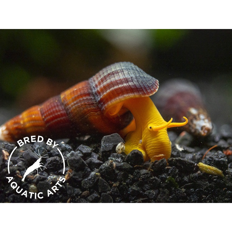 Orange Giant Sulawesi Rabbit Snail (Tylomelania gemmifera), BREDBY: AQUATIC ARTS