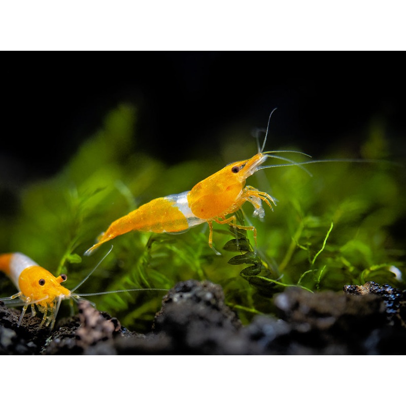 Orange Rili Shrimp Breeder Combo Box
