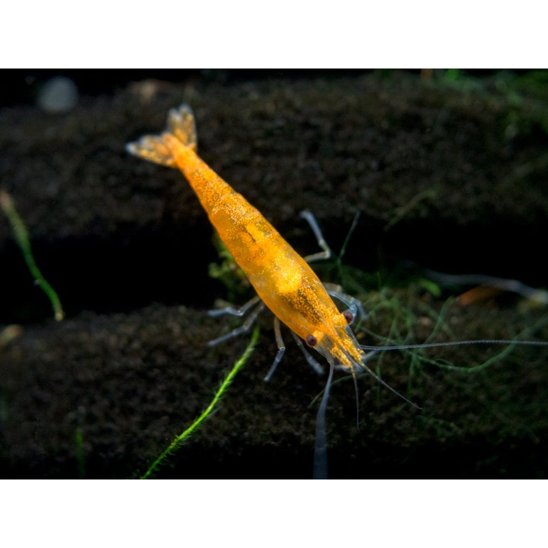 Orange Sakura Shrimp Breeder Combo Box