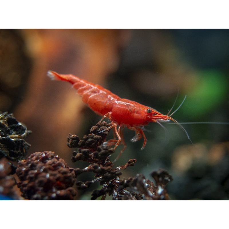 Painted Fire Red Cherry Shrimp Breeder Combo Box