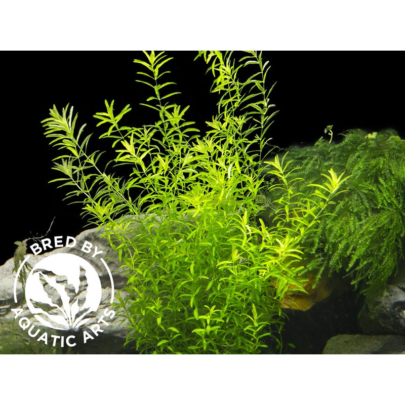 Pearl Weed AKA Pearl Grass AKA Baby Tears (Hemianthus micranthemoides), Bunch, Aquatic Arts Grown!