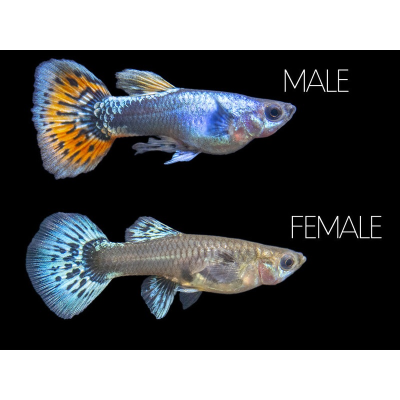 Platinum Red Mosaic Guppy (Poecilia reticulata), Males and Females, Tank-Bred!