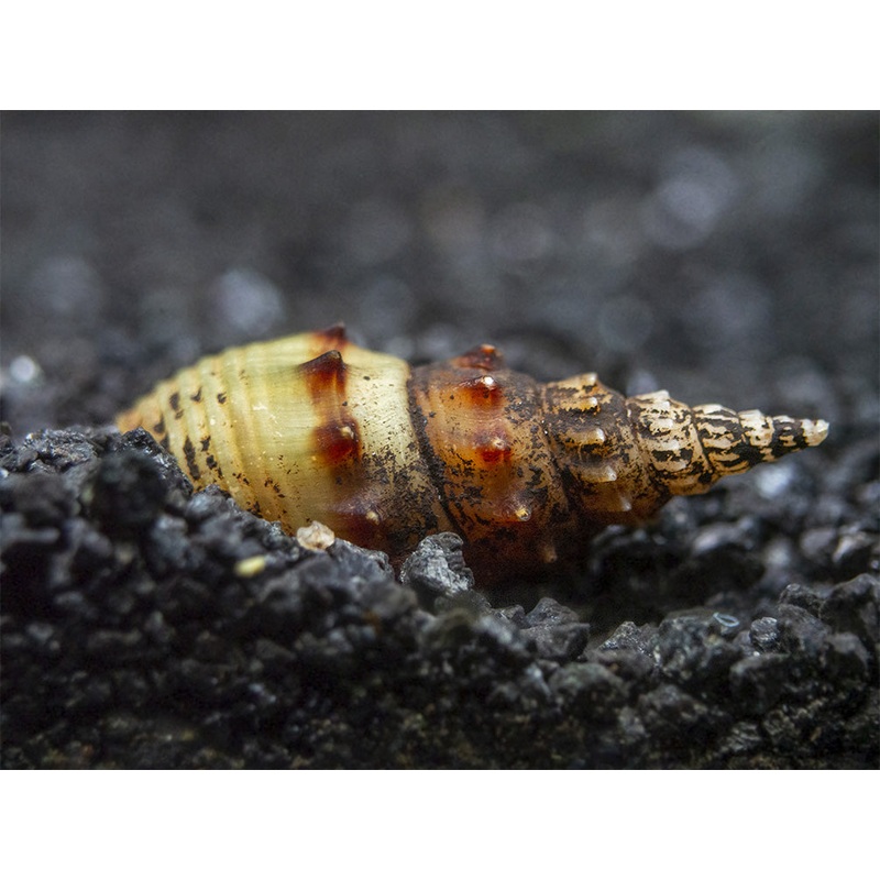 Prambanan Snail (Thiara winteri)