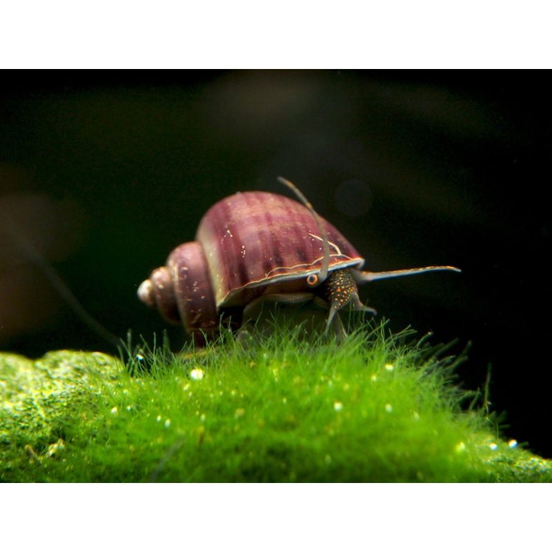 Purple Mystery Snail Breeder Combo Box