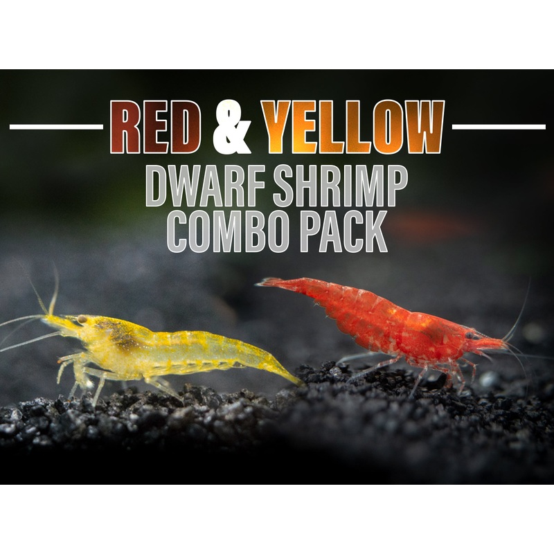 Red and Yellow Dwarf Shrimp Combo Pack, Tank-Bred!