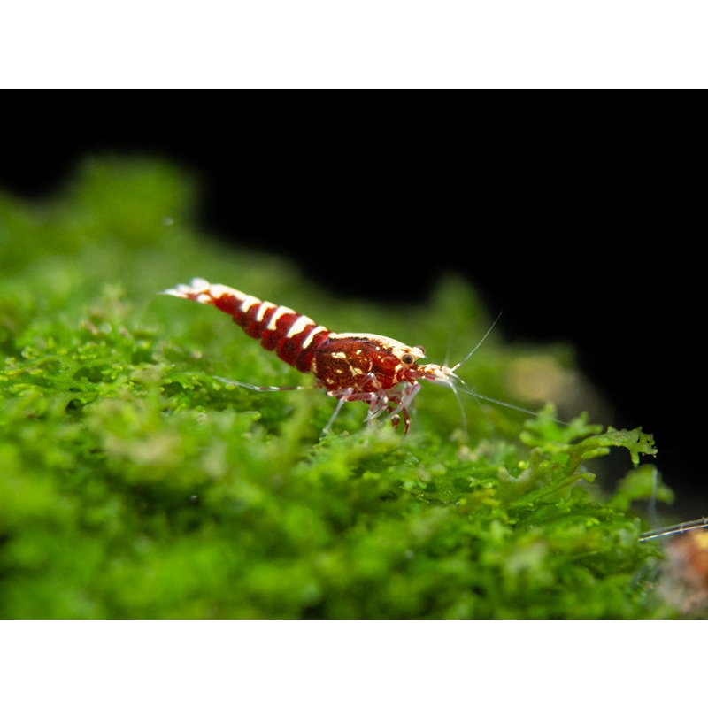Red Galaxy Pinto Shrimp (Caridina cantonensis, A Grade), Tank-Bred