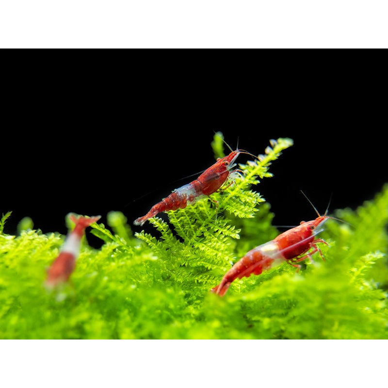 Red Rili Shrimp Breeder Combo Box