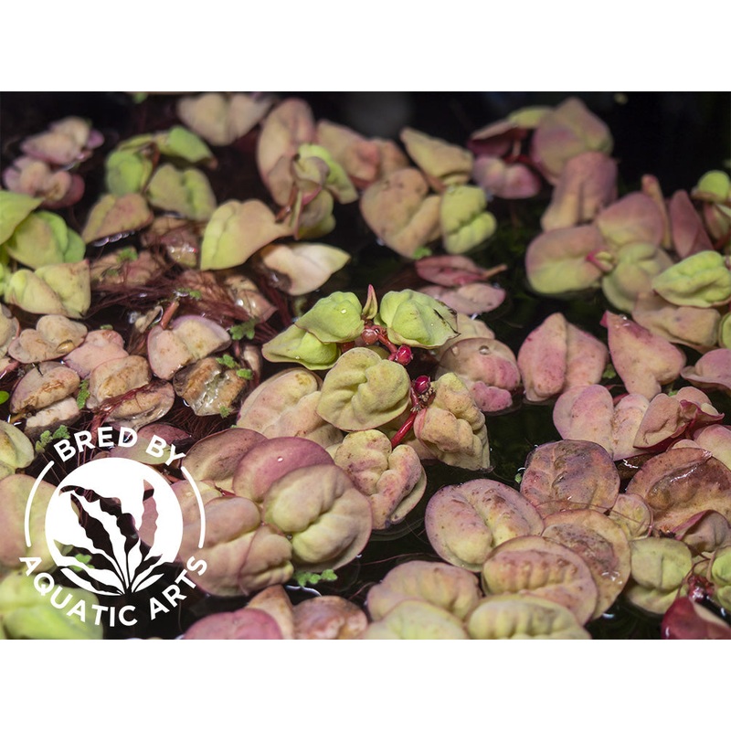 Red Root Floater (Phyllanthus fluitans), Aquatic Arts Grown!