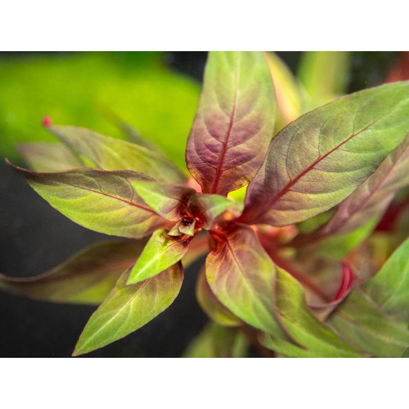 Red Star Ludwigia (Ludwigia glandulosa AKA L. peruensis), bunch