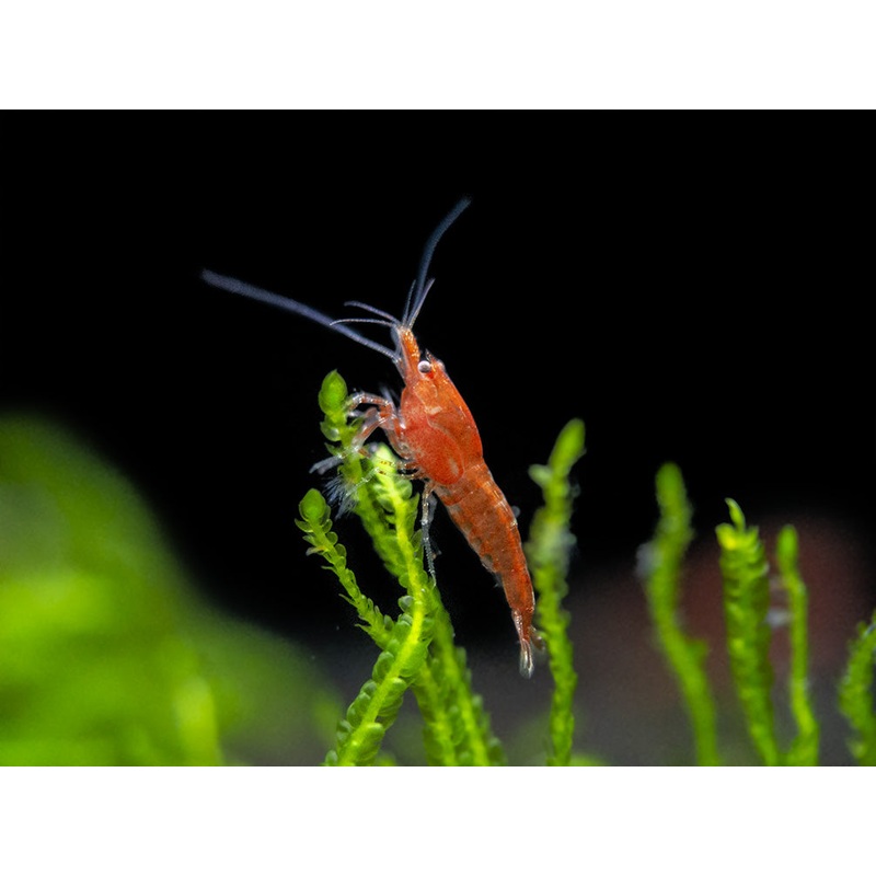 Sakura Red Cherry Shrimp Breeder Combo Box