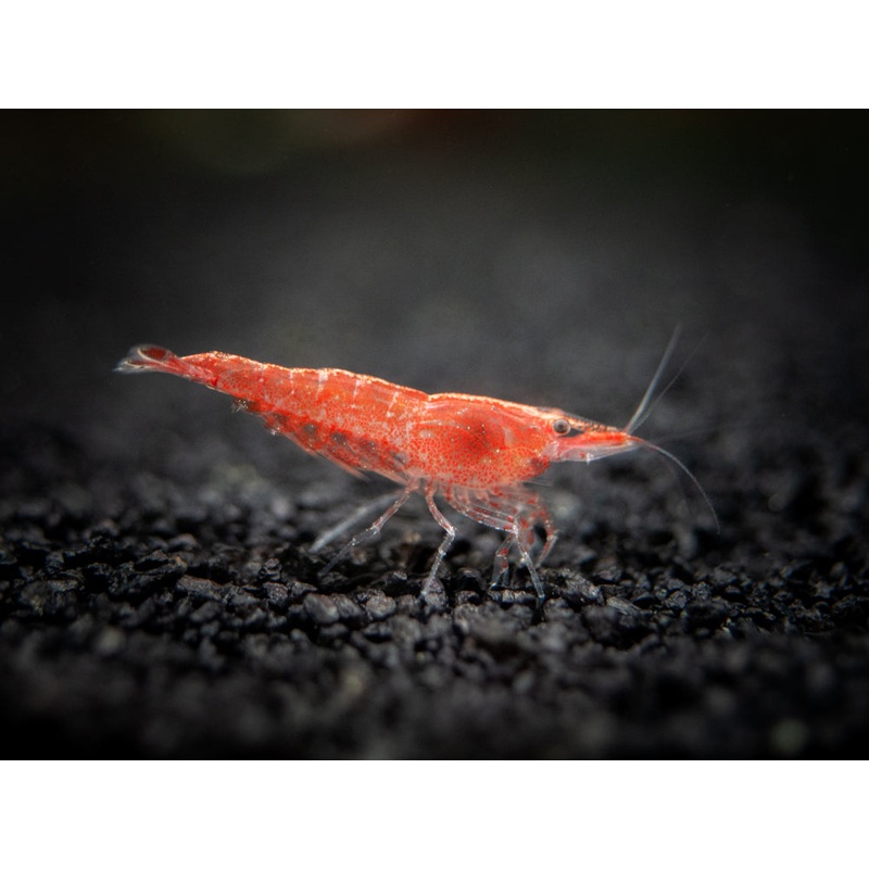 Sakura Red Cherry Shrimp (Neocaridina davidi), Tank-Bred