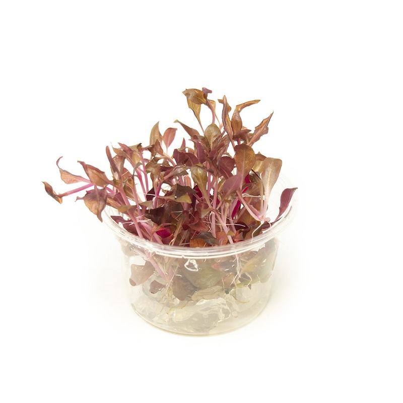 Scarlet Temple (Alternanthera reineckii "red") Tissue Culture