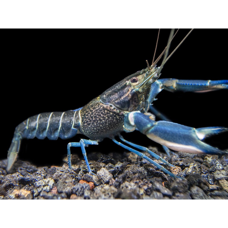 Starry Night Crayfish (Cherax alyciae)