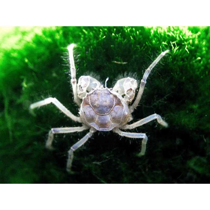 Thai Micro Crabs (Limnopilos naiyanetri)