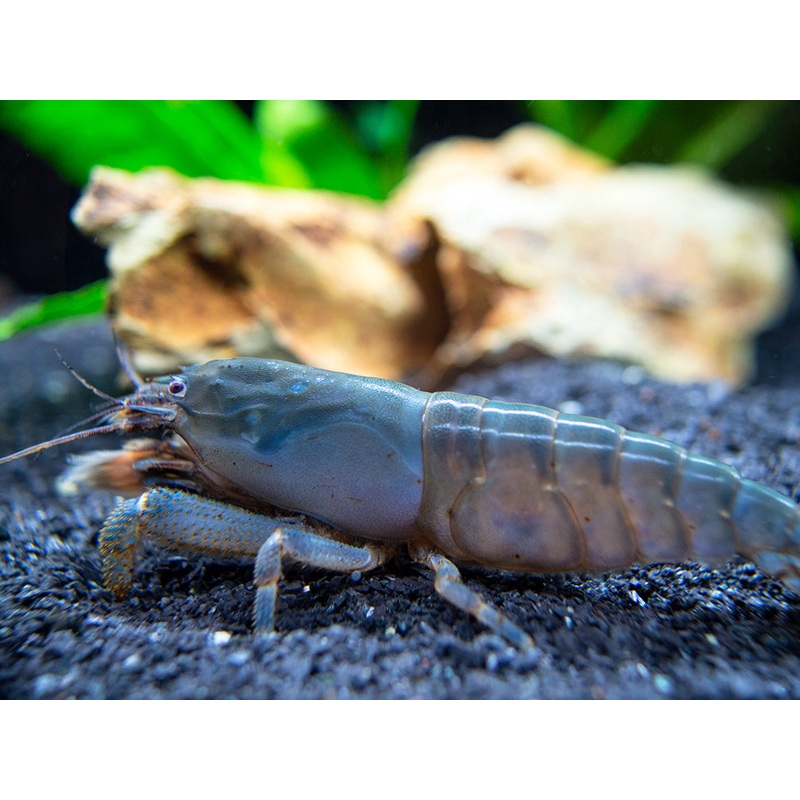 Vampire AKA Viper Shrimp (Atya gabonensis)