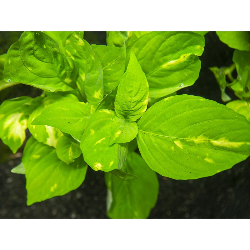 Variegated Corymbosa AKA Nomaphila Variegatus, bunch