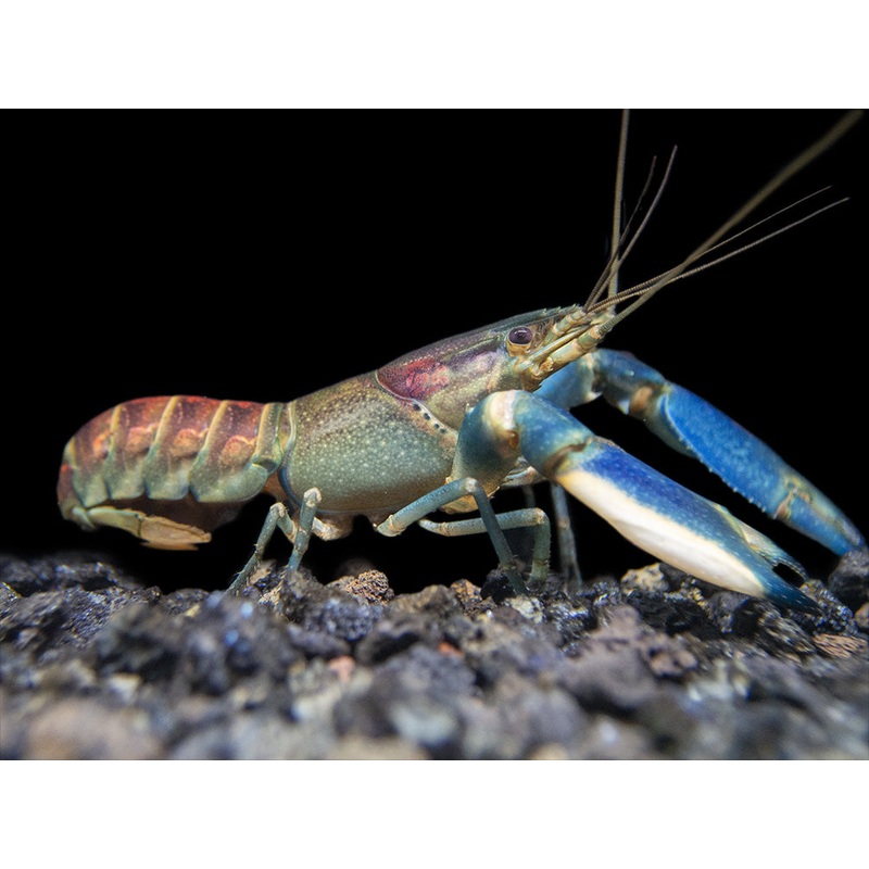 Warsamson River Crayfish (Cherax Warsamsonicus)