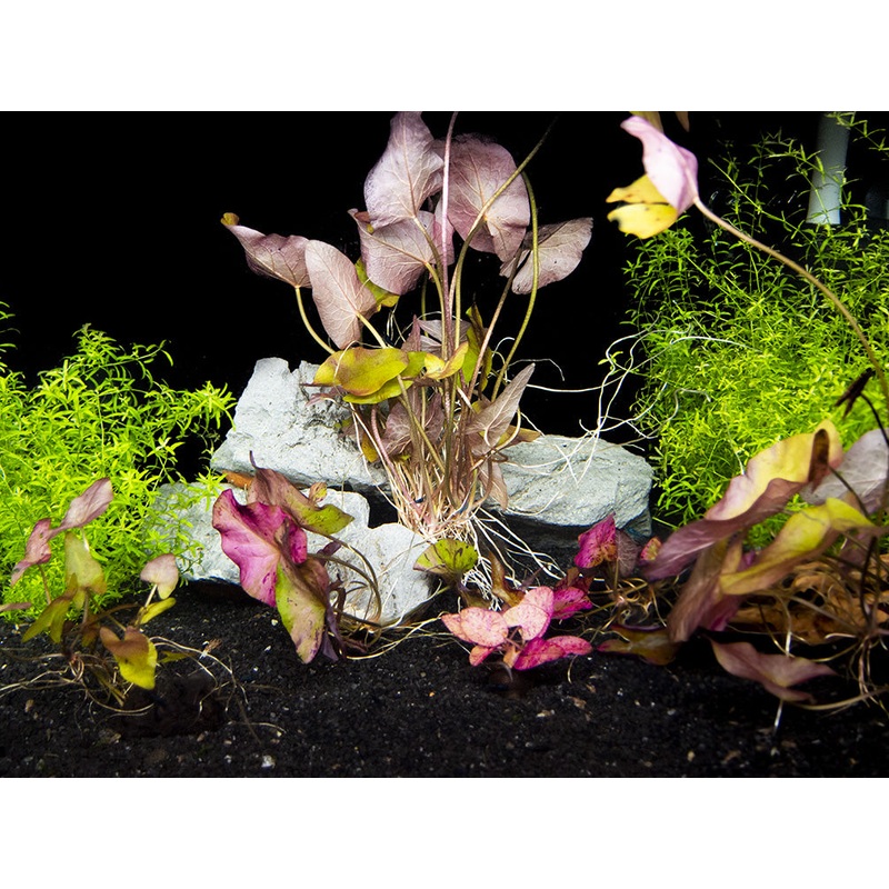 Waterlily Bulbs (2 pack) (Nymphaea sp.)