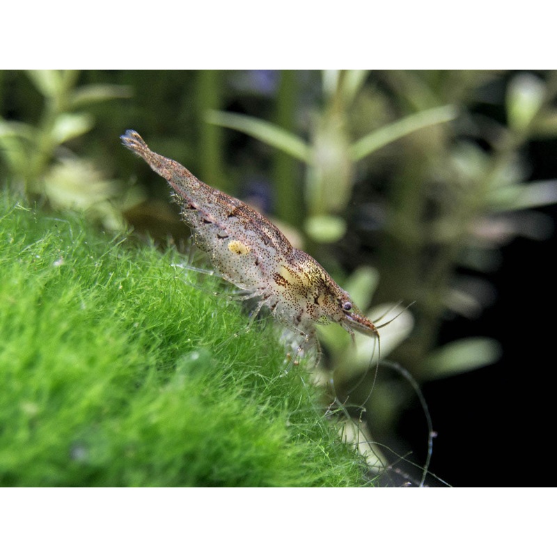 Wild Form Neocaridina Shrimp Breeder Combo Box
