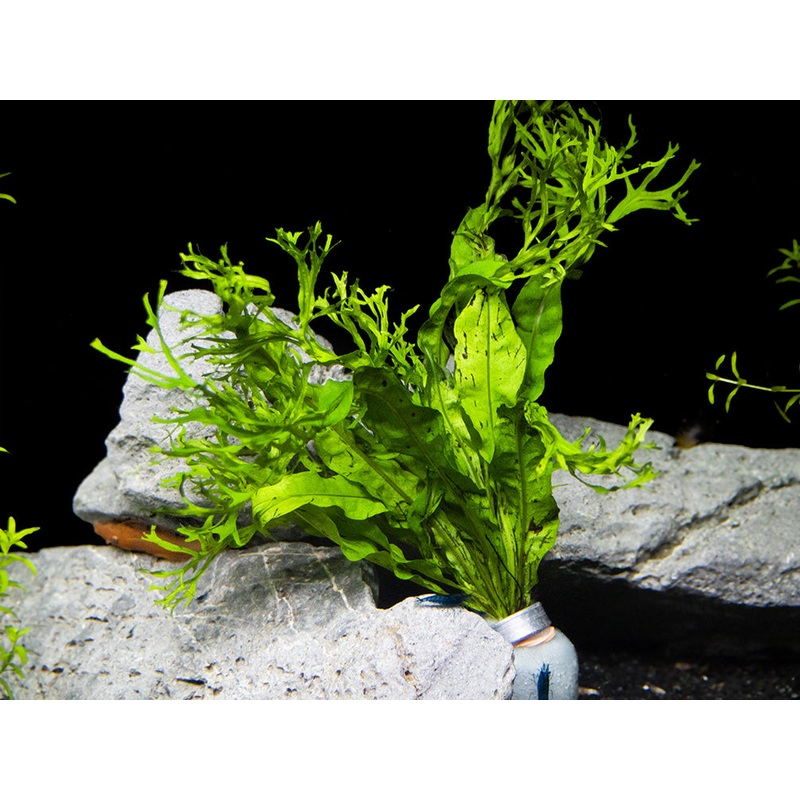 Windelov AKA Lacy Java Fern (Microsorum pteropus 'Windelov')