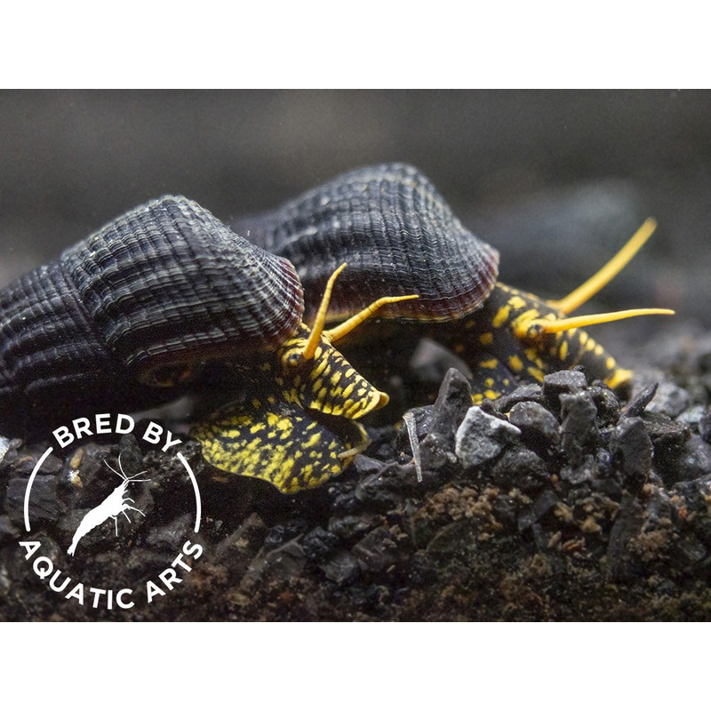 Yellow Spotted Giant Sulawesi Rabbit Snail (Tylomelania patriarchalis), BREDBY: AQUATIC ARTS