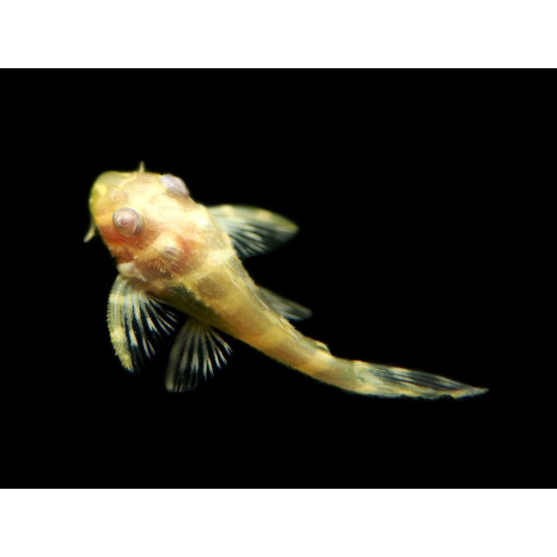 Albino L333 King Tiger Pleco, Juvenile (Hypancistrus sp.), Tank-Bred!