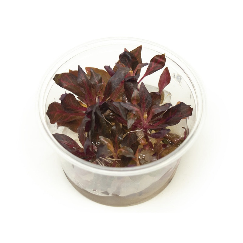 Alternanthera rosanervig Tissue Culture