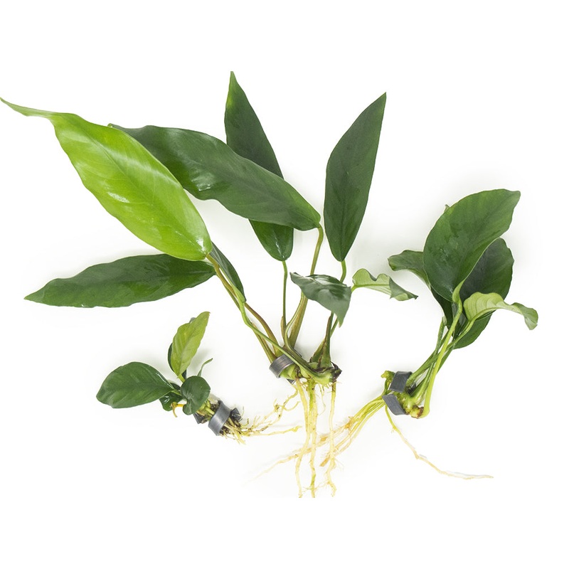 Anubias Beginner Combo Pack