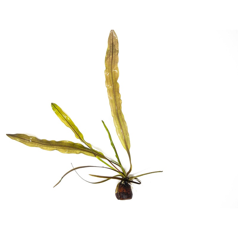 Aponogeton longiplumulosus Bulb