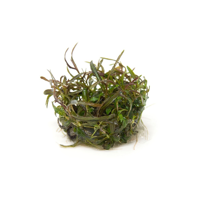 Araguaia Hygro (Hygrophila lancea "Araguaia") Tissue Culture