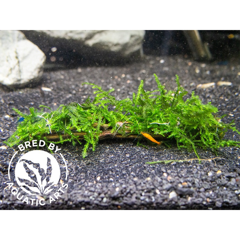 Assorted Moss on Cholla Wood or Delonix Pod, Aquatic Arts Grown