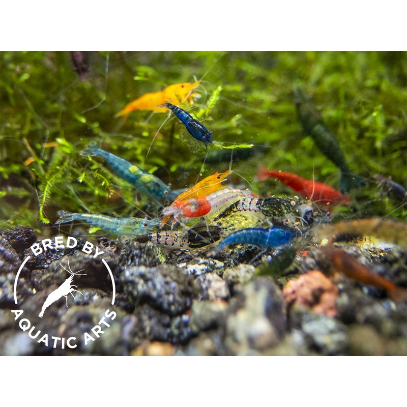 Assorted Neocaridina Shrimp (Neocaridina davidi/zhangjiajiensis), BREDBY: Aquatic Arts