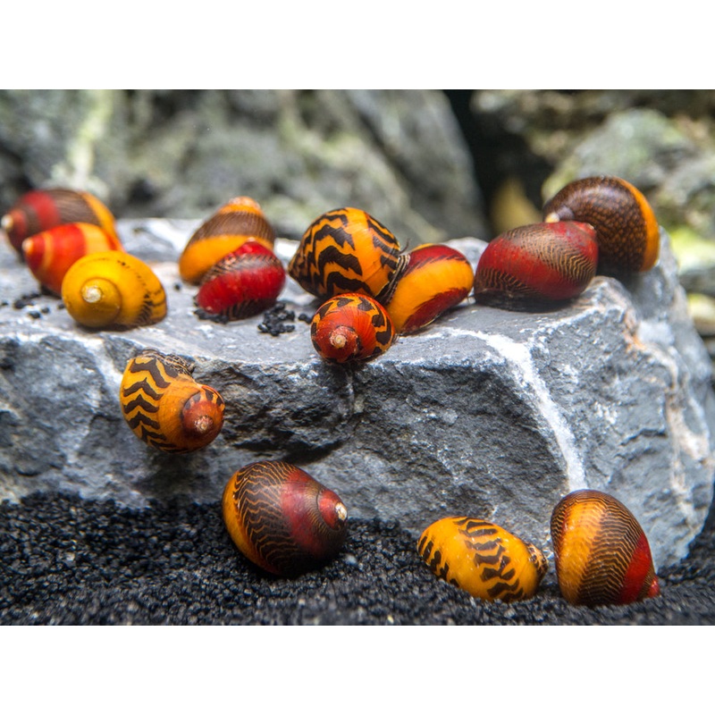 Assorted Racer Nerite Snail