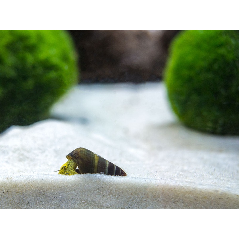 Assorted Sulawesi Rabbit Snail (Tylomelania sp.), BREDBY: Aquatic Arts