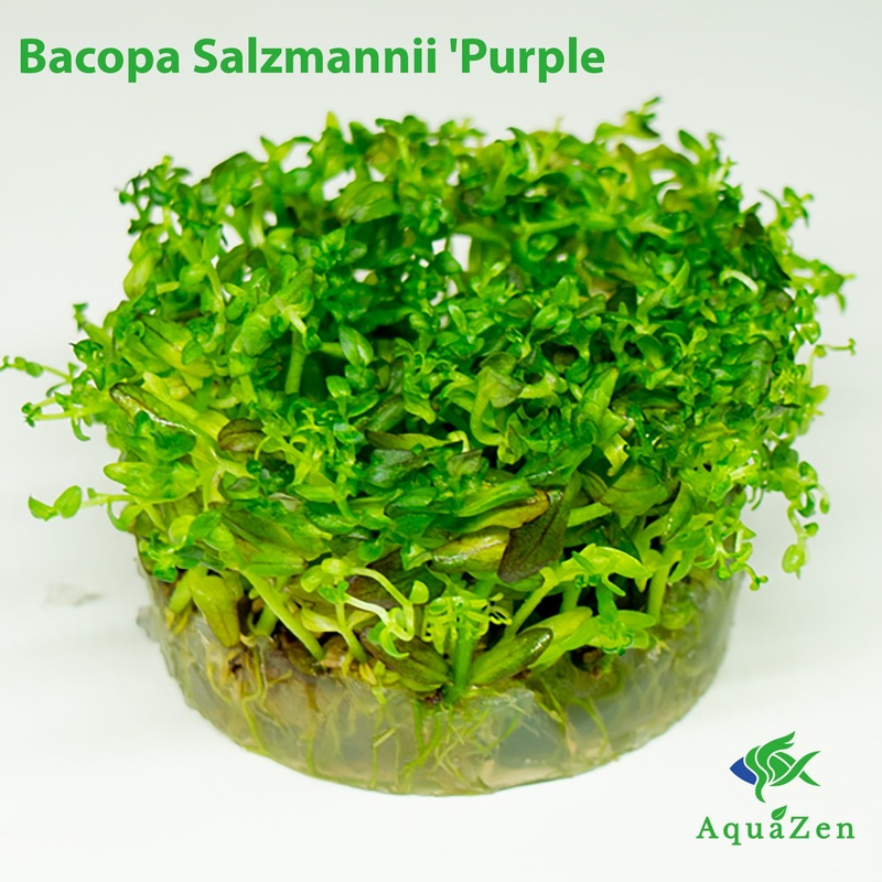 Bacopa Salzmannii 'Purple' var SG  (Bacopa Salzmannii 'Purple') Tissue Culture
