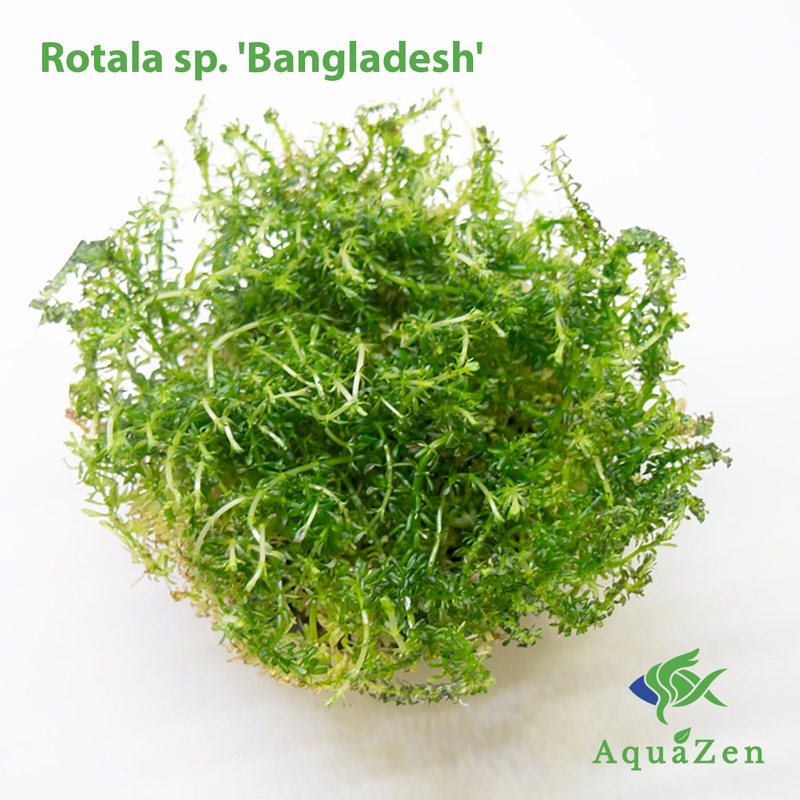 Bangladesh Rotala (Rotala sp. 'Bangladesh') Tissue Culture