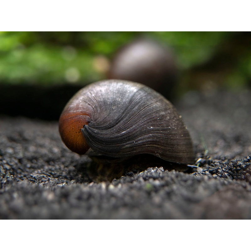 Black Racer AKA Military Nerite Snails (Neritina pulligera)