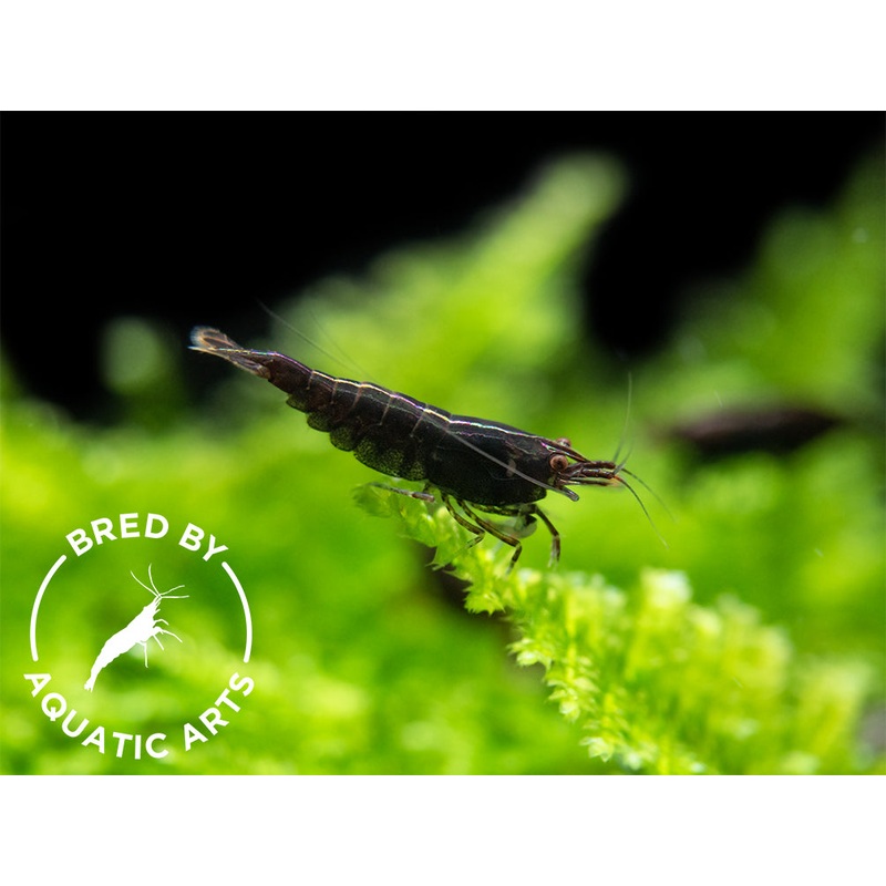 Black Rose Shrimp (Neocaridina davidi), BREDBY: Aquatic Arts