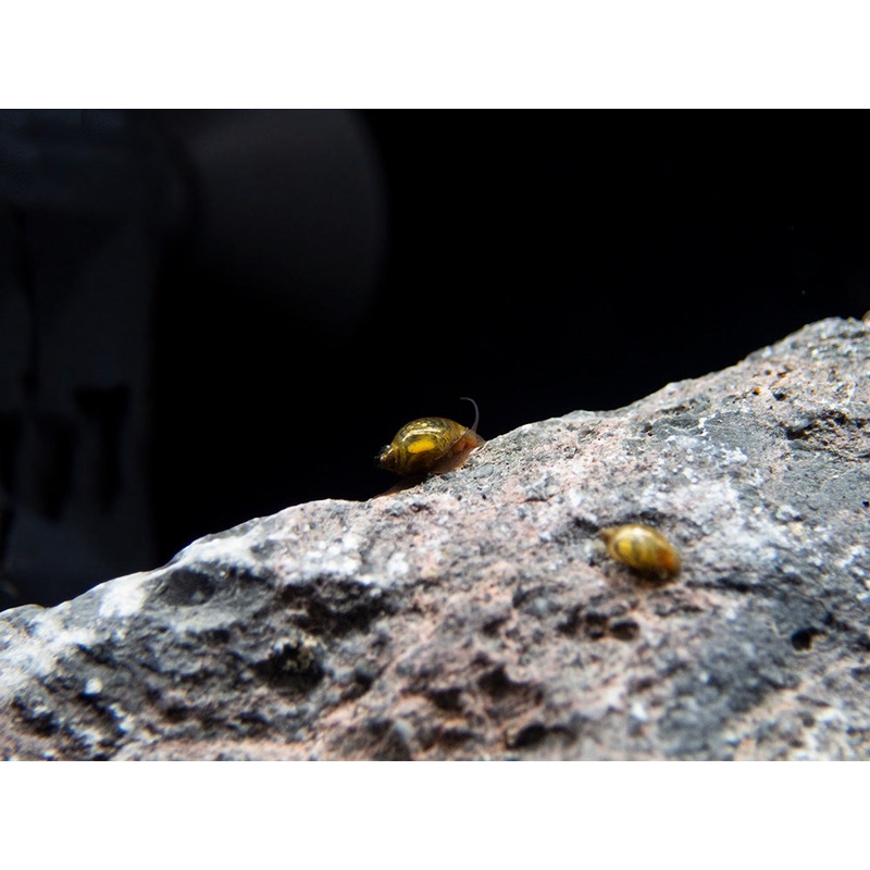 Bladder Snail (Physella acuta), BREDBY, Aquatic Arts