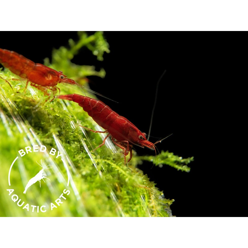 Bloody Mary Shrimp (Neocaridina davidi), BREDBY: Aquatic Arts