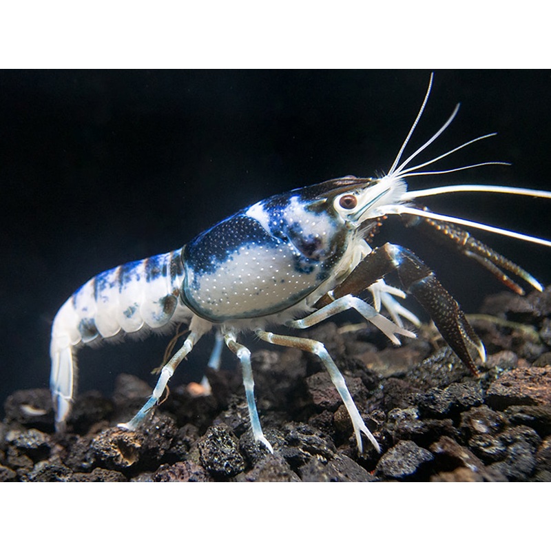 Blue Dragon Crayfish Breeder Combo Box
