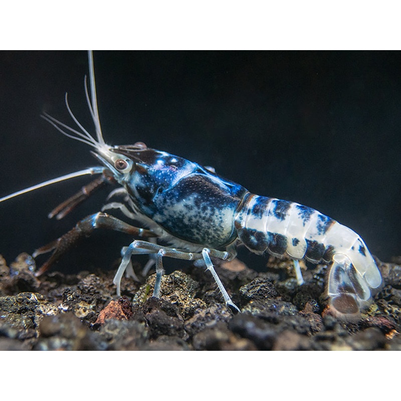 Blue Dragon Crayfish (Procambarus clarkii Blue Dragon"), Tank-Bred