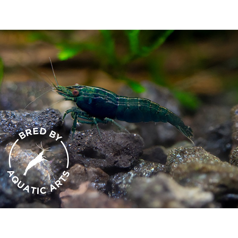 Blue Green Emerald Shrimp (Neocaridina davidi), BREDBY: Aquatic Arts