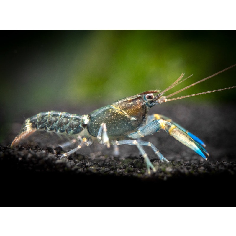 Blue Kong Zebra Crayfish (Cherax alyciae), BREDBY: Aquatic Arts