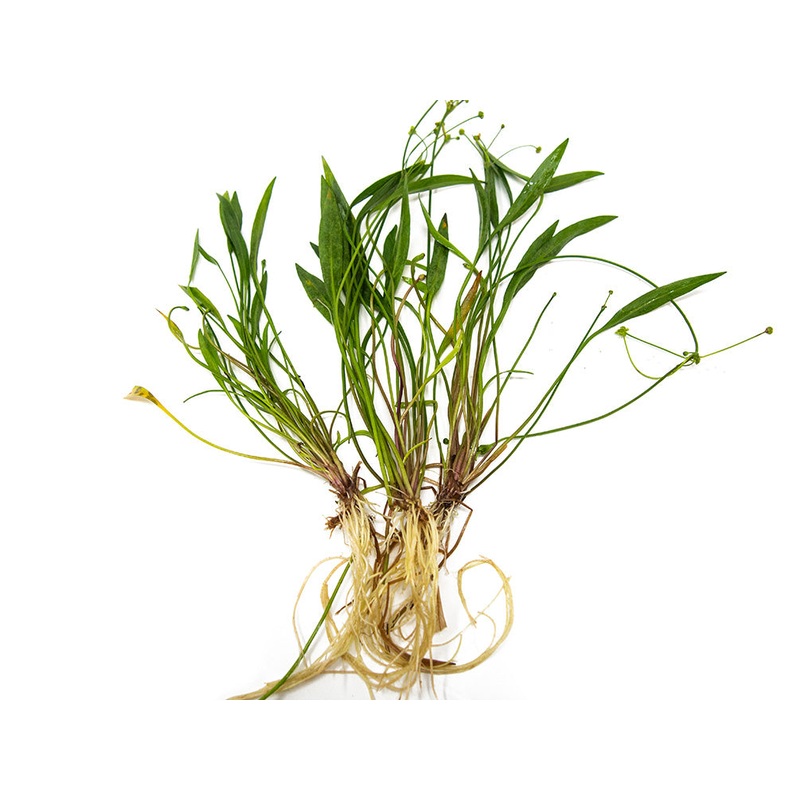 Bolivian Chain Sword (Helanthium bolivianus "Quadricostatus"), Bare Root