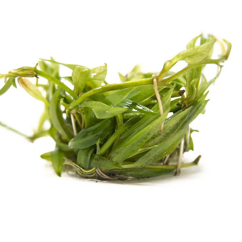 Bolivian Chain Sword (Helanthium bolivianus "Quadricostatus") Tissue Culture